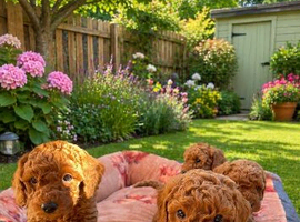 KC Registered Deep Red Miniature Poodle Puppies