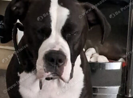 American bully