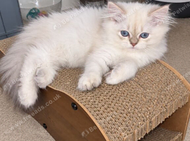 British Longhair & Shorthair