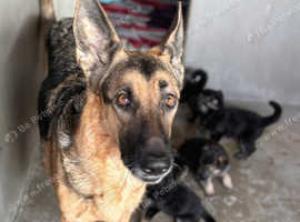 German shepherd 3girls 2boys
