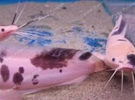 CLARIUS CATFISH (x3)