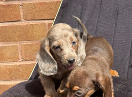 Miniature dachshunds!!