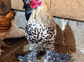 Lemon Sadleboot Millefleur Booted Bantam