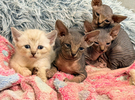 Mixed Sphynx kittens - Ready now!