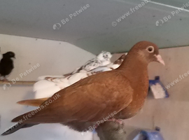 pigeons for sale