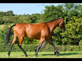 Beautiful 16.1 TB Mare