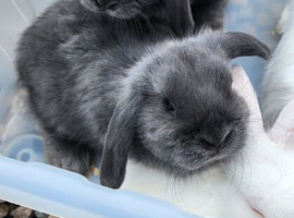 Beautiful Mini Lops