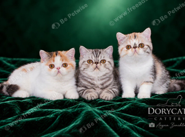 Ready Now. Gorgeous GCCF registered kittens from Champions parents