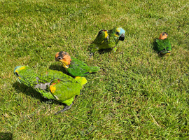 Blue front amazons & yellow thigh caiques