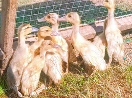 *edited, now outside*Indian Runner duckling FEMALES