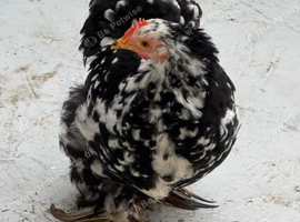 I have very young male and female