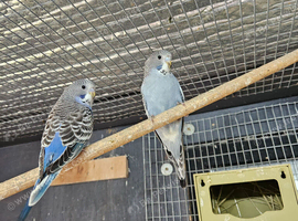 Baby Split to Blackface Budgies