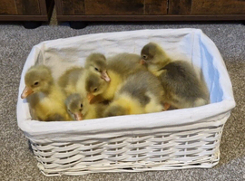 Embden Goslings