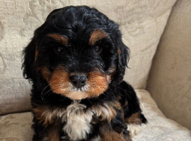Cavapoo (GIRL)