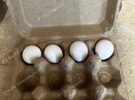 Mearns quail hatching eggs
