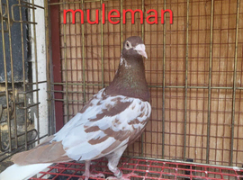 Red Muleman For Sale Pedigree Bird