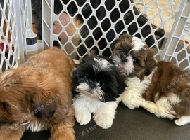 Shih tzu puppies