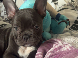 Meet blu a 10 week old puppy