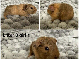 3 smooth sows