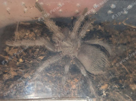 Silver birdeater | lasiodora subcanens juvi