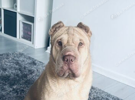 Our beautiful Sharpei girl