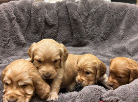 Cocker spaniel pups