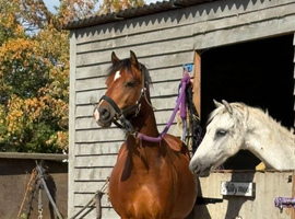 12.2hh Welsh c riding pony