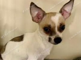 Chihuahua girl 2 year old