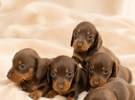 Chocolate & tan dachshund