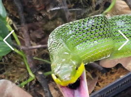 Red tailed green rat snake