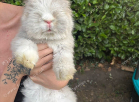 Beautiful angora buck