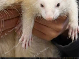 Working ferrets for sale