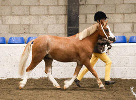 Quick sale needed. M&m/whp/shp/games/hacks/sj pony. offers considered