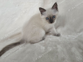 Ragdoll Boy Kittens
