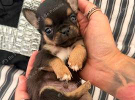 Kc registered little boys