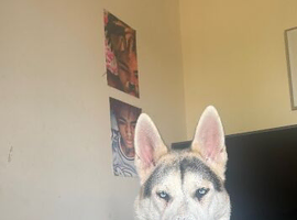 Husky - Re home