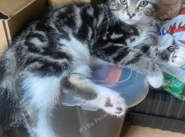 For sale female bengal kitten