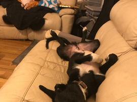 Greyhound x Border Collie