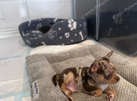 Beautiful Chihuahua Puppies Ready for Loving Homes