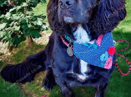 Short Bark and Sides, dog groomers.