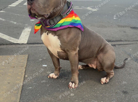 Forever home needed