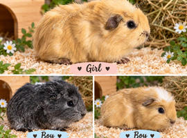 Beautiful male and female guinea pigs