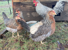 Crested Cream Legbar blue egg layers chick & hatching eggs available