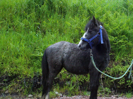 Trotter x yearling filly to make 13hh
