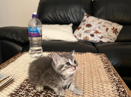 British shorthair