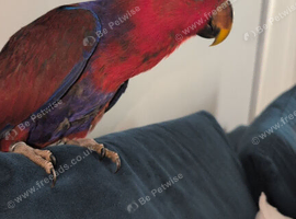 Female Eclectus parrot