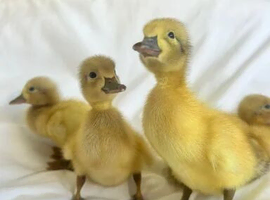 Ducklings for sale