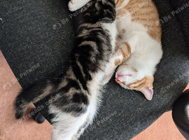 1x Adorable Kitten Looking for Loving Home