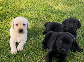Beautiful litter of Labrador puppies