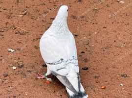 Very beautiful Sawz roshan Dove female and Racer